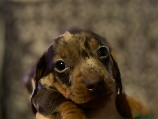 Dachshund dogs Gorgeous miniature Dachshunds available - Advert 4