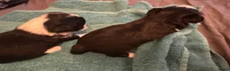 Chihuahua dogs for sale: Chihuahua puppies 2 boys & 1 girl, ready mid sept in Doncaster - Advert 19