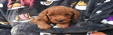 available RED MALE PUPPY 3