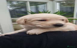 Mixed Breed dogs for sale: Double Doodle puppies  - Image 8