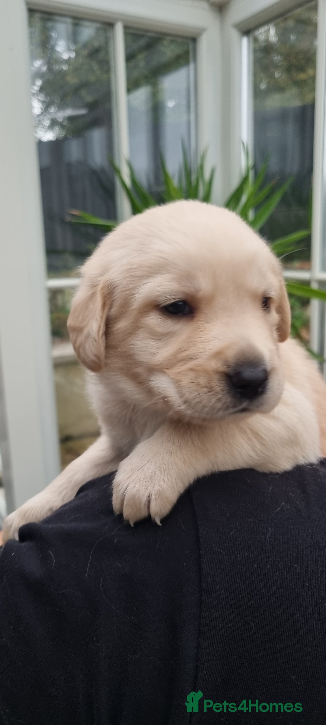 Mixed Breed dogs for sale: Double Doodle puppies  - Image 8