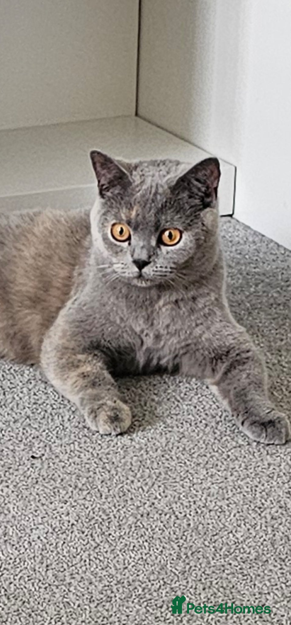 British Shorthair cats Beautiful and special British shorthair  - Advert 2