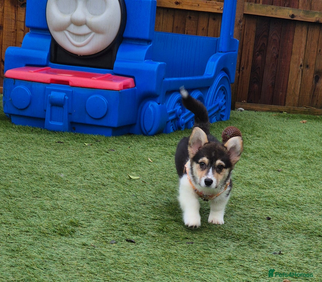 Welsh Corgi Pembroke dogs for sale: Kc reg Serbian lined female - Advert 6
