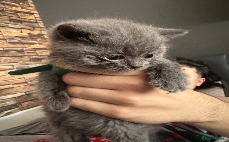 British Shorthair cats - Advert 1