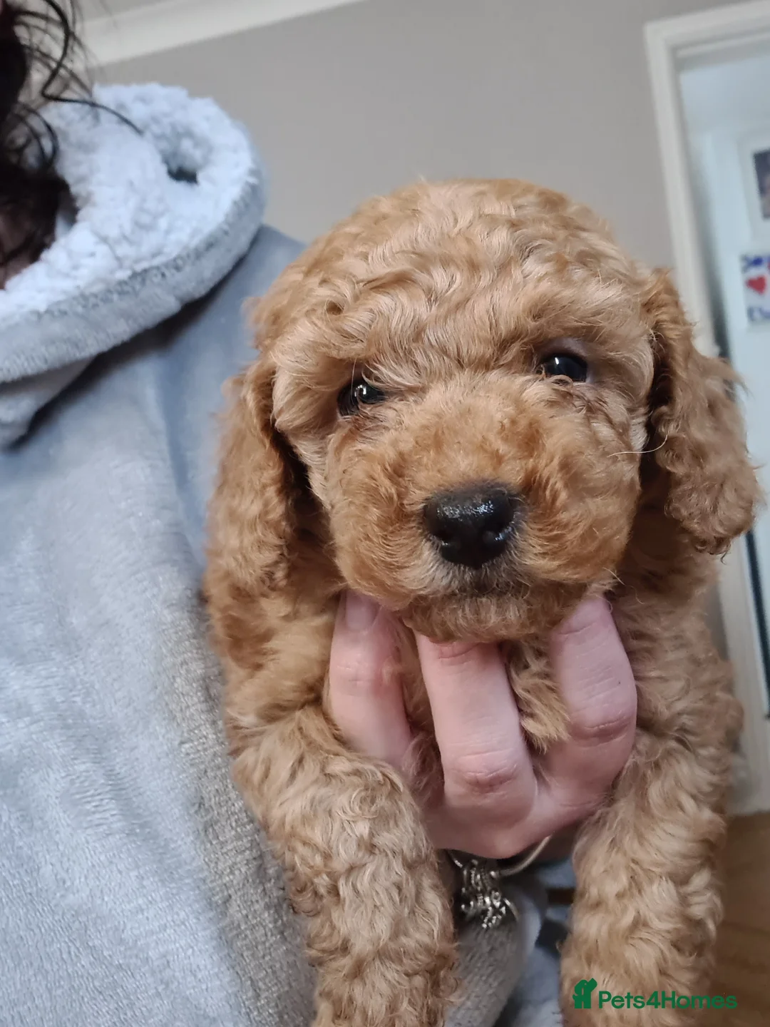 Toy Poodle dogs for stud: *STUD* Gorgeous KC Registered Toy Poodle in Manchester - Advert 7