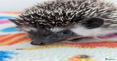 Pygmy Hedgehog rodents - Advert 11