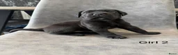 Cane Corso dogs for sale: Ready to collect Exceptional Cane Corso puppies   - Advert 22