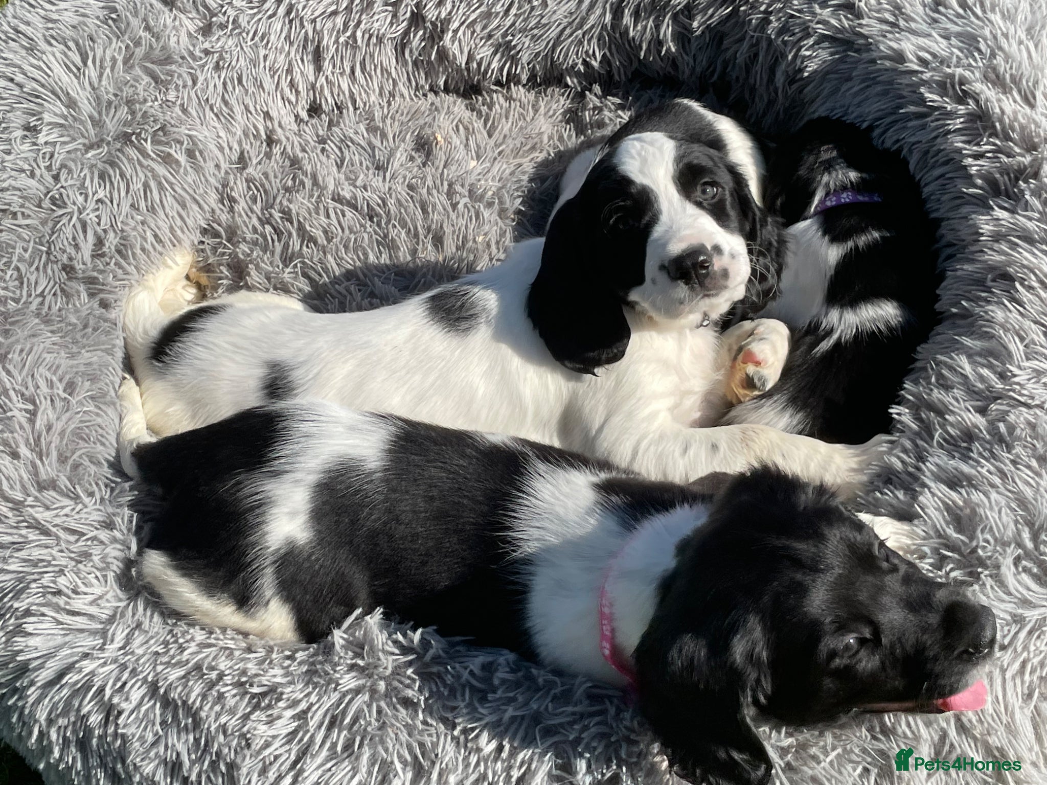 English Springer Spaniel dogs Springer Spaniel Puppies  - Advert 1