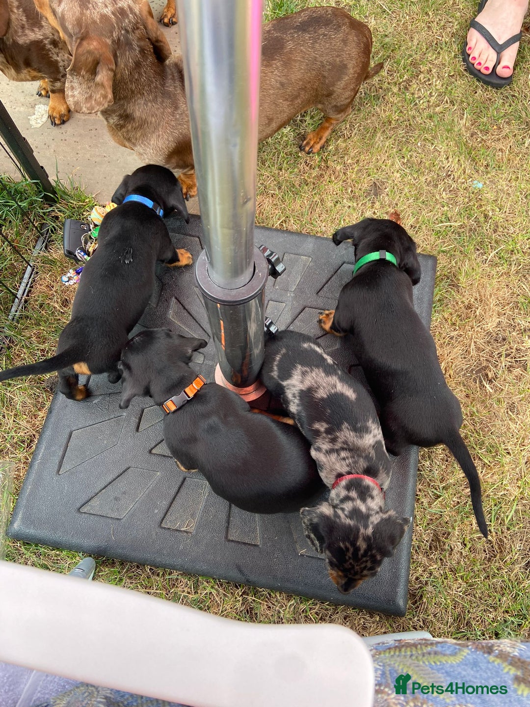 Miniature Dachshund dogs for sale: KC Miniature Dachshund Pups  - Image 19