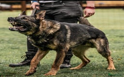 German Shepherd dogs for sale: gorgeous kc reg working blood line German Shepard  - Image 35