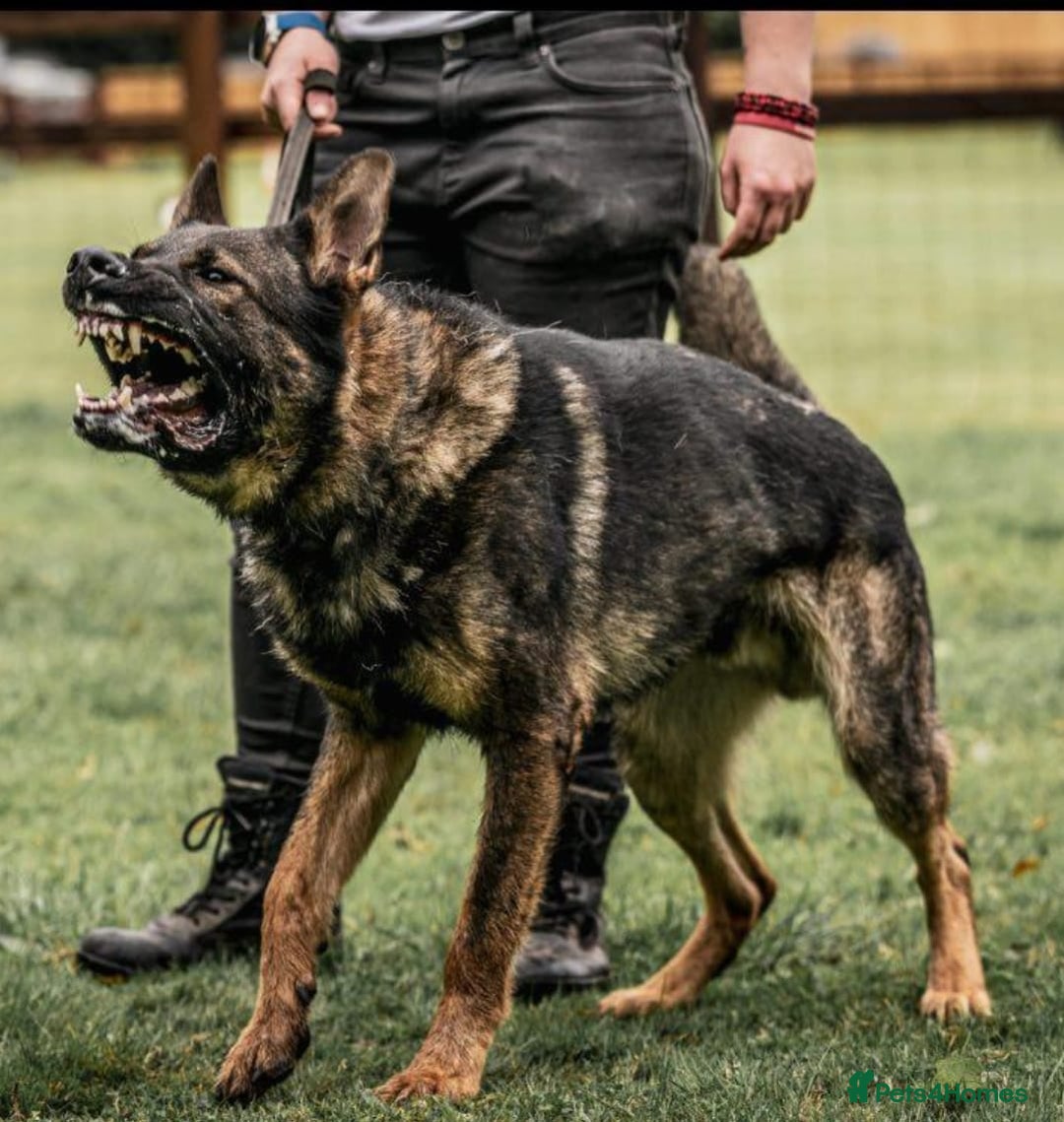 German Shepherd dogs for sale: gorgeous kc reg working blood line German Shepard  - Image 35