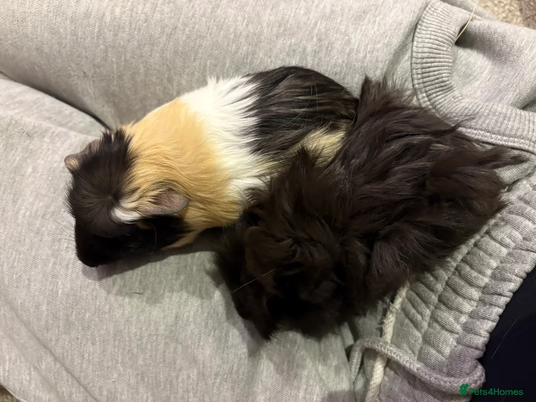 Guinea Pig rodents for sale: Two 12 week old male guinea pigs  - Advert 4