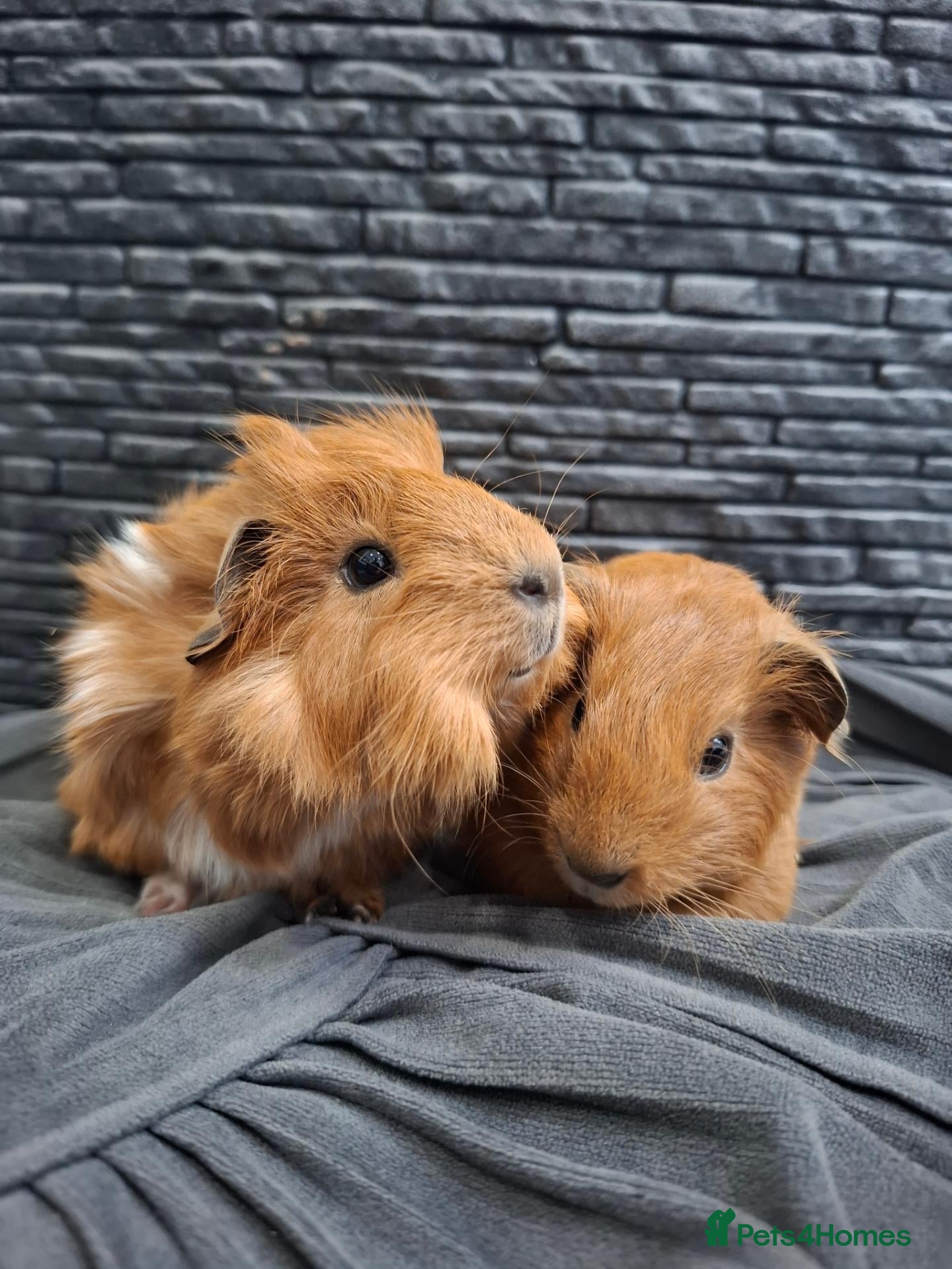 Guinea Pig rodents Funky&smooth coated guinea pigs  - Advert 15
