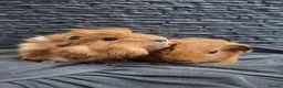 Guinea Pig rodents for sale: Funky&smooth coated guinea pigs  - Advert 3