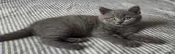 British Shorthair cats for sale: *All sold* 2027 waitlist is open x  - Advert 4