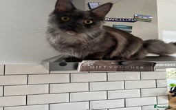 Maine Coon cats for sale: TICA female girl black smoke Maine Coon ready  - Image 6