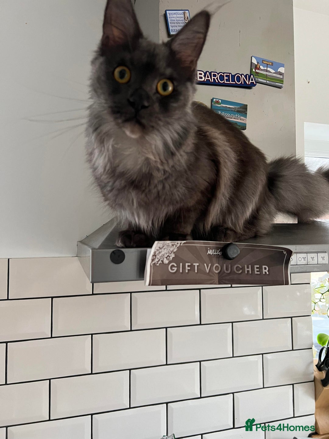 Maine Coon cats for sale: TICA female girl black smoke Maine Coon ready  - Image 6