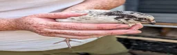 Quail poultry for sale: Quail Roos/ Males for sale. Mixed colours in Llangollen - Advert 6