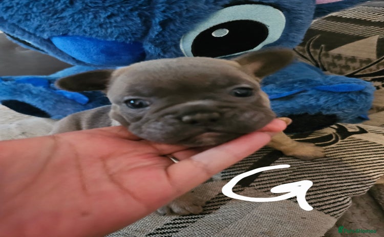 French Bulldog dogs - Advert 2