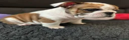 English Bulldog dogs for sale: KC REG Red/White English Bulldogs READY NOW!! - Advert 18