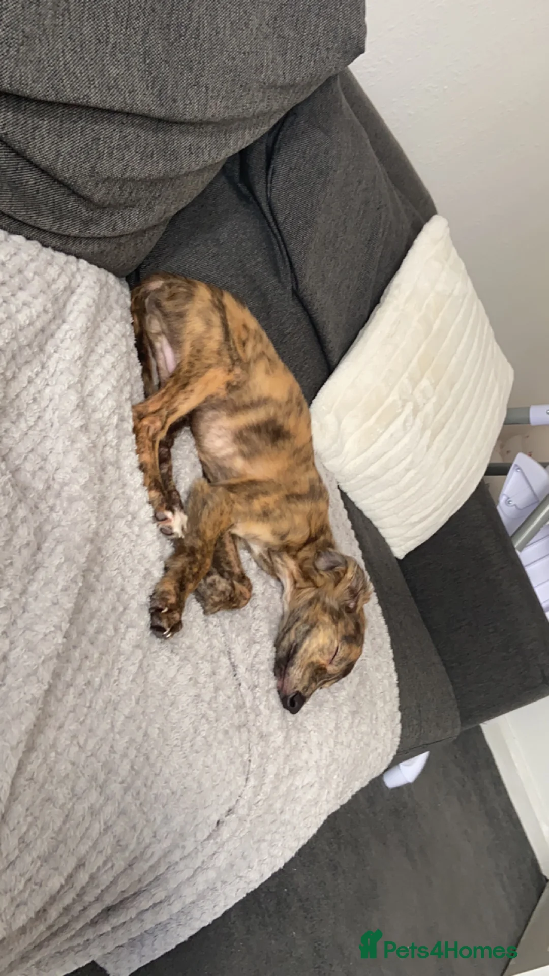 Mixed Breed dogs for sale: Saluki mix in Durham - Advert 1