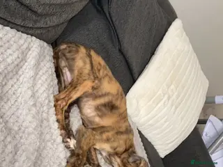 Mixed Breed dogs Saluki mix in Durham - Advert 10