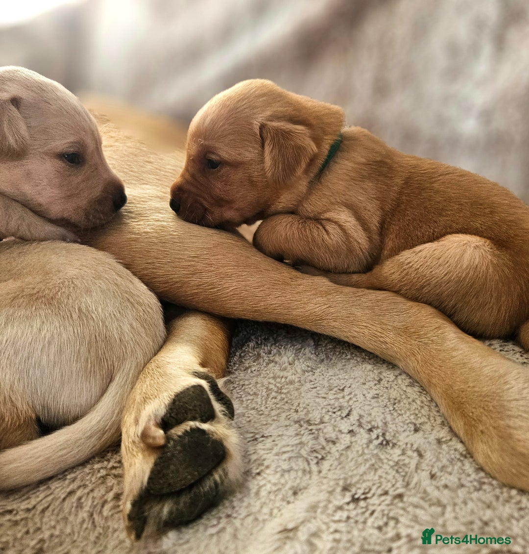 Labrador Retriever dogs for sale: KC Registered Labrador Puppies – Family Raised - Advert 8