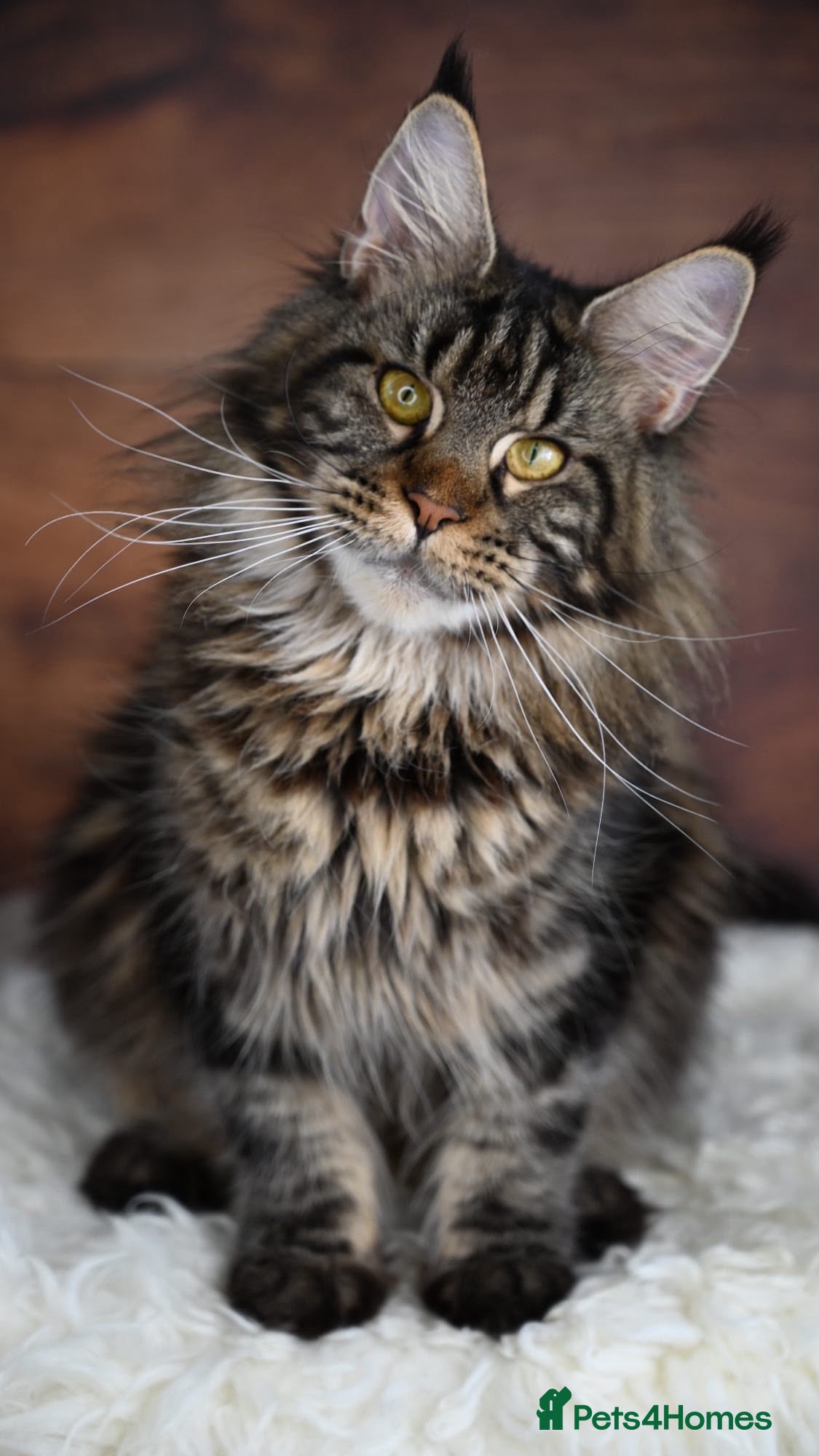 Maine Coon cats Maddison - A perfect Classic Black tabby - Advert 1