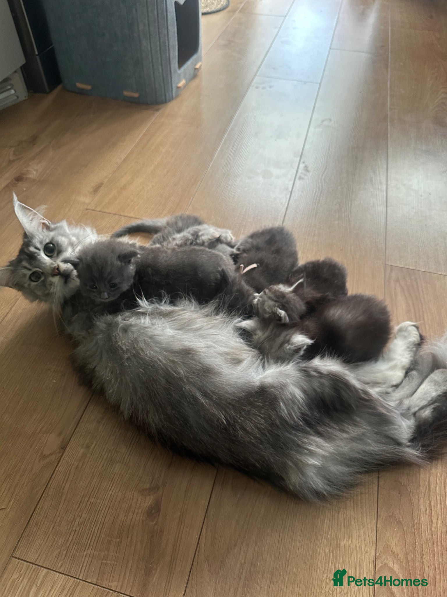 Maine Coon cats for sale: 5 beautiful Maine coon kittens - Advert 15