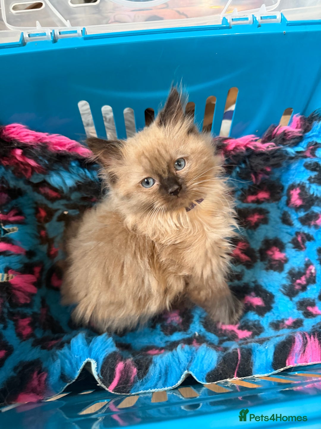 Ragdoll cats for sale: Tica Registered Ragdolls - Advert 20