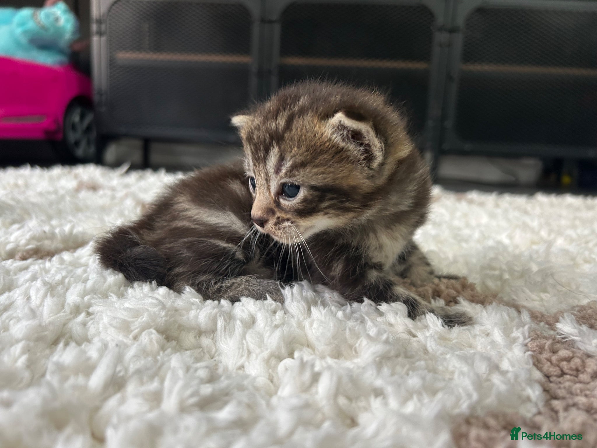 Mixed Breed cats for sale: 2 blacks 2 tabby kittens  - Advert 5