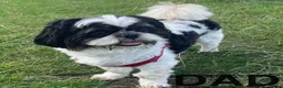 Shih Tzu dogs for sale: PURE TINY SHIH TZU PUPPIES😍 - Advert 5