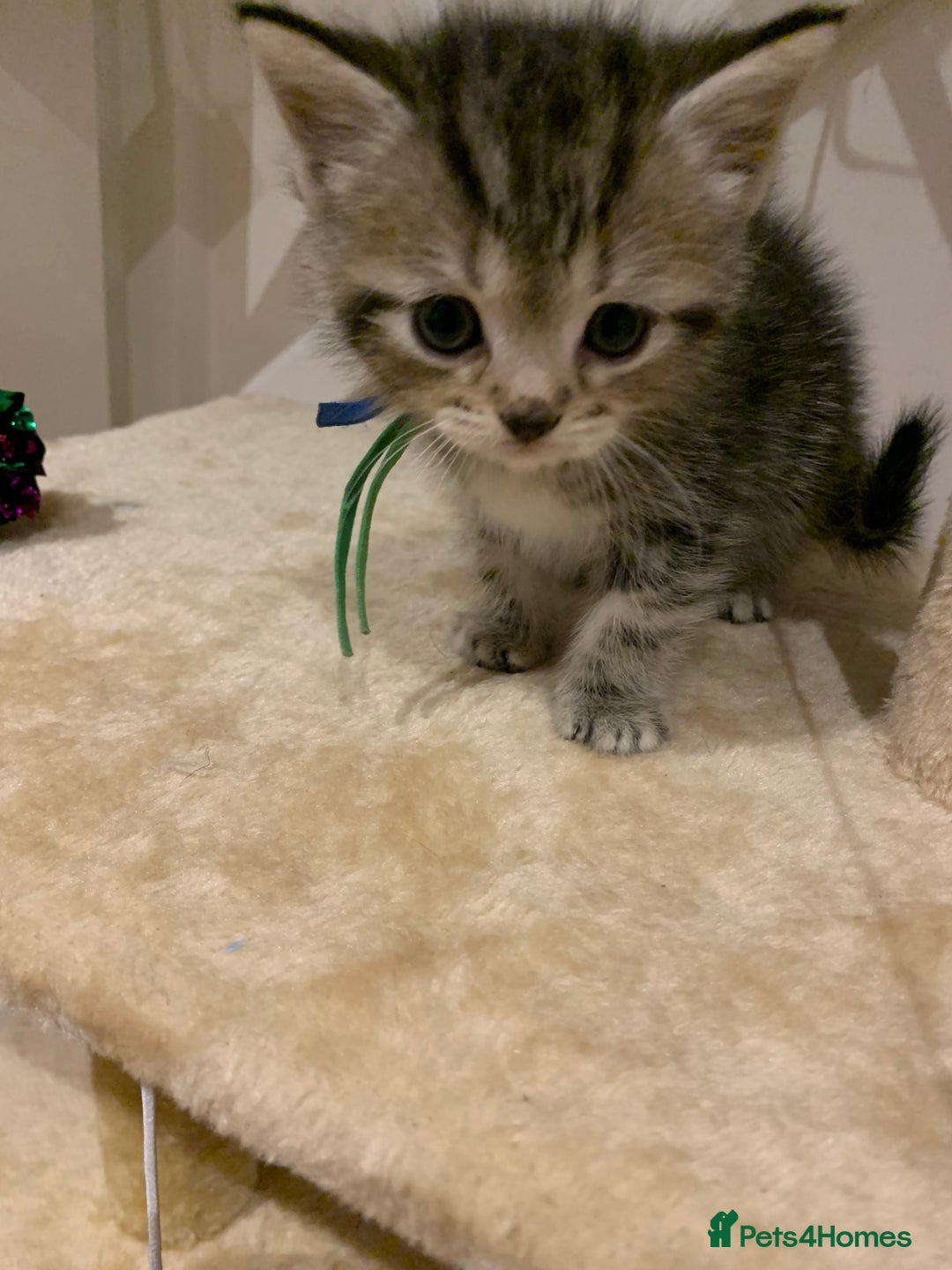 Mixed Breed cats for sale: Mixed Himalayan - Image 20