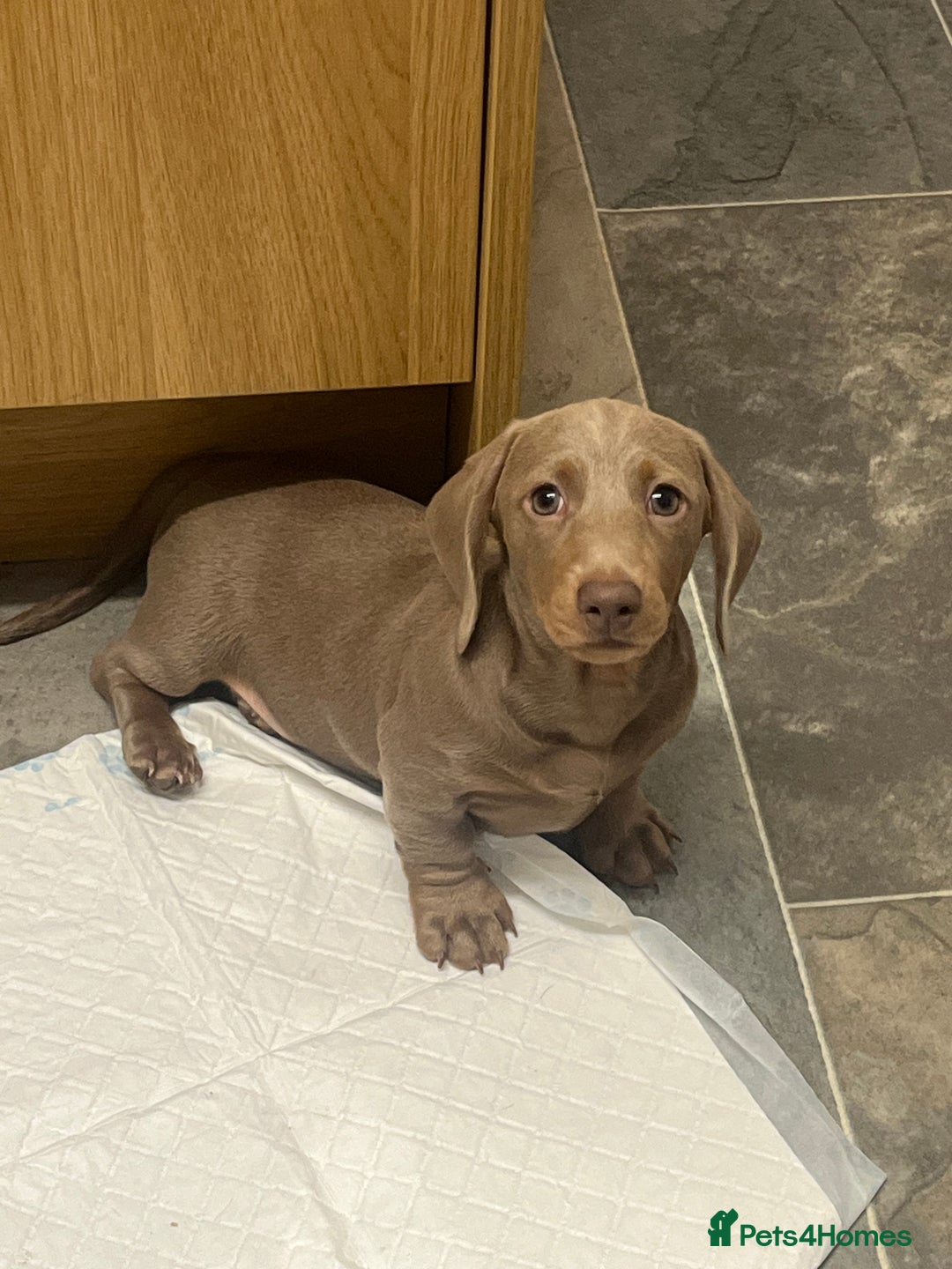 Miniature Dachshund dogs for sale: Last Isabella boy mini dachshund REDUCED  - Advert 1