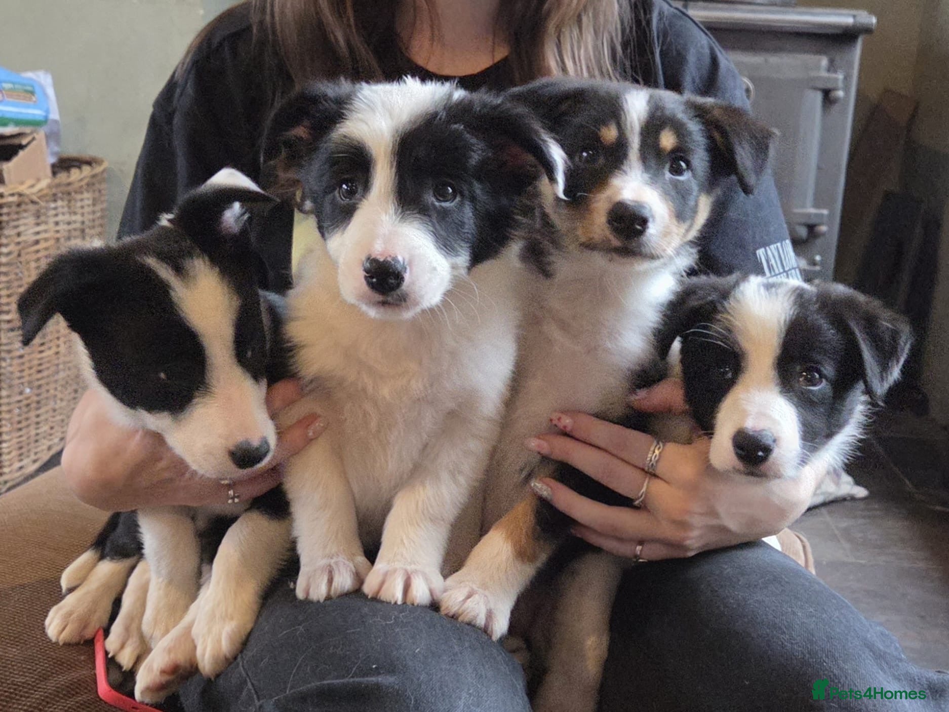 Border Collie dogs Quality Border Collie puppies  - Advert 1
