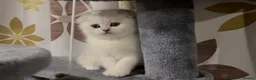 Scottish Fold cats for sale: Instagrammable Scottish Folds – Boy and Girl in London - Advert 1