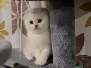 Scottish Fold cats Instagrammable Scottish Folds – Boy and Girl - Advert 1