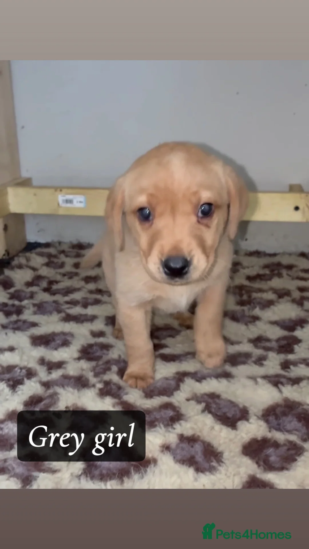 Labrador Retriever dogs for sale: 🐾 Exceptional KC Reg Labrador Puppies 🐾 - Advert 20