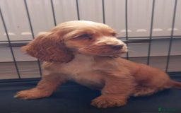 Cocker Spaniel dogs for sale: Cocker spaniel puppies  - Image 9