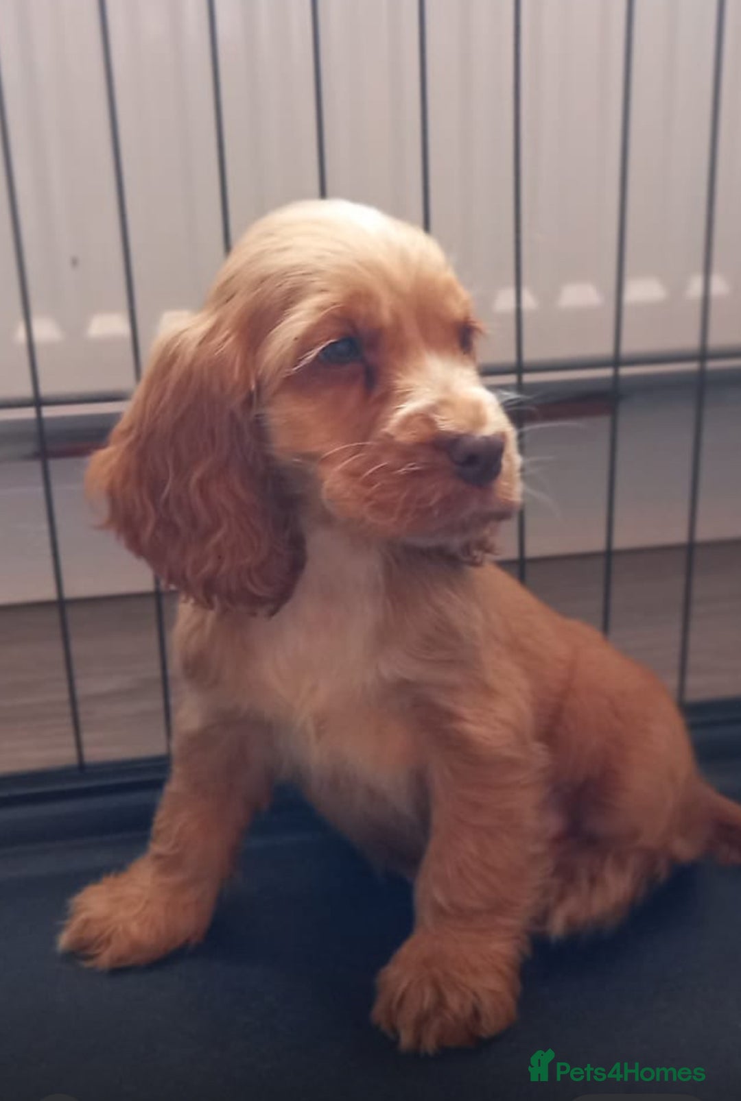 Cocker Spaniel dogs for sale: Cocker spaniel puppies  - Image 9