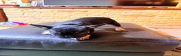 French Bulldog dogs for sale: Beautiful French Bulldog puppies  - Advert 8