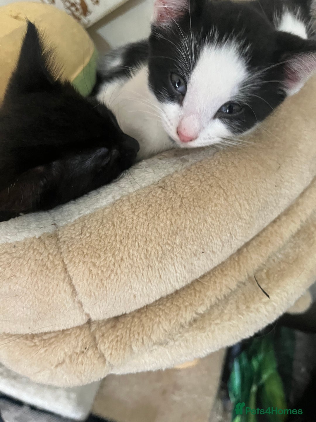 Mixed Breed cats for sale: Scottish fold cross for sale  - Image 14
