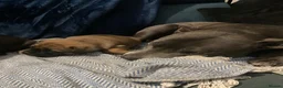 Mixed Breed dogs for sale:  **  hybrid Stug puppies in Preston - Advert 6