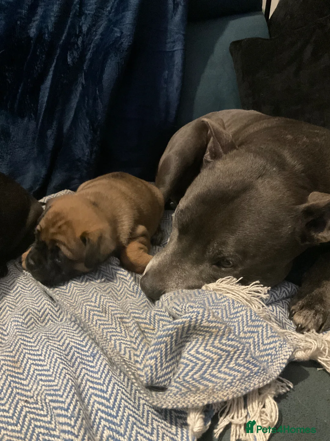Mixed Breed dogs for sale:  **  hybrid Stug puppies in Preston - Advert 6