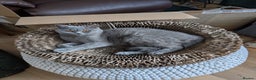 British Longhair cats for sale: Stunning British longhair kittens GCCF reg - Advert 2