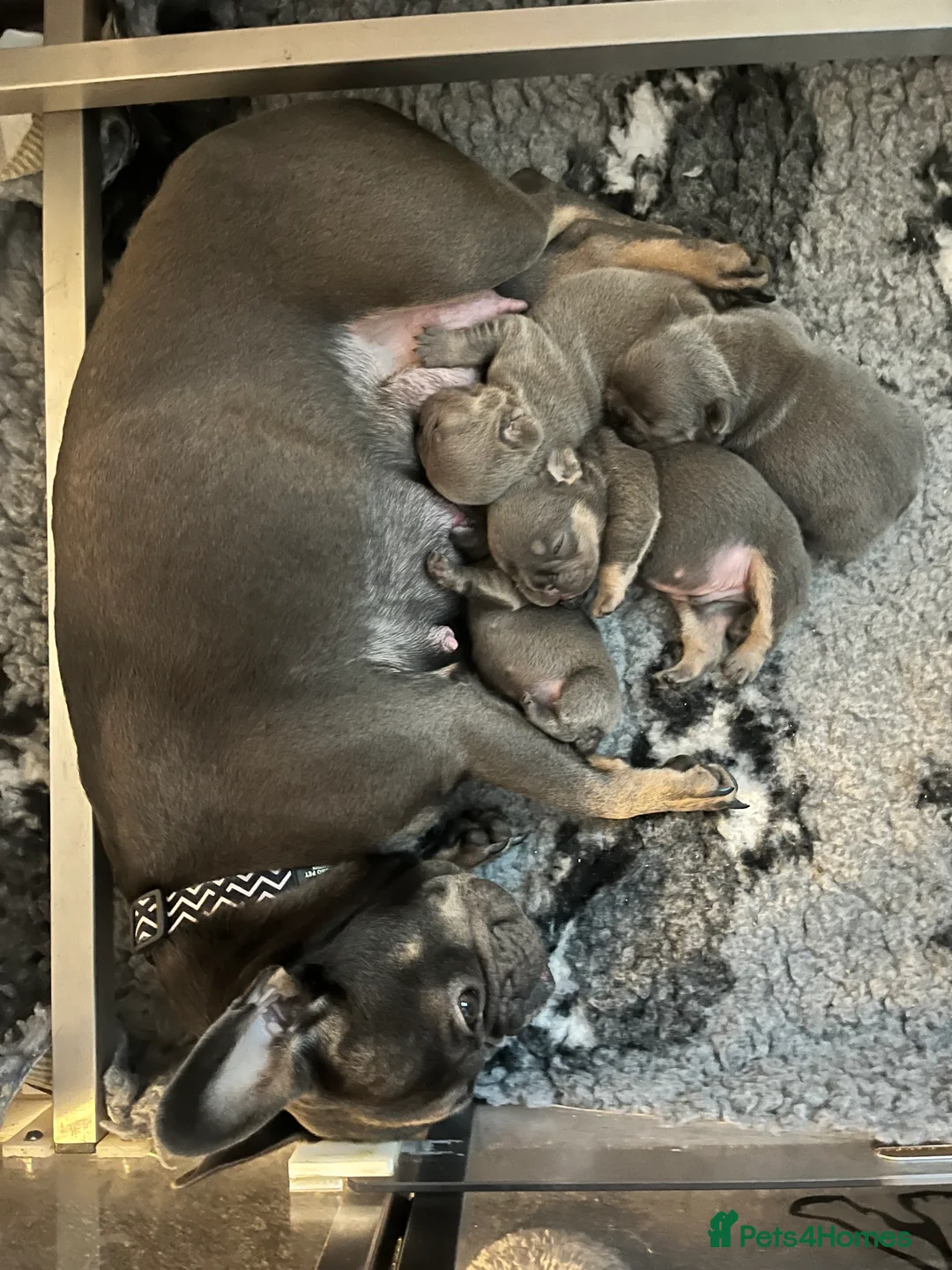 French Bulldog dogs for sale: Health tested kc reg blue/tan lilac tan puppies - Advert 10