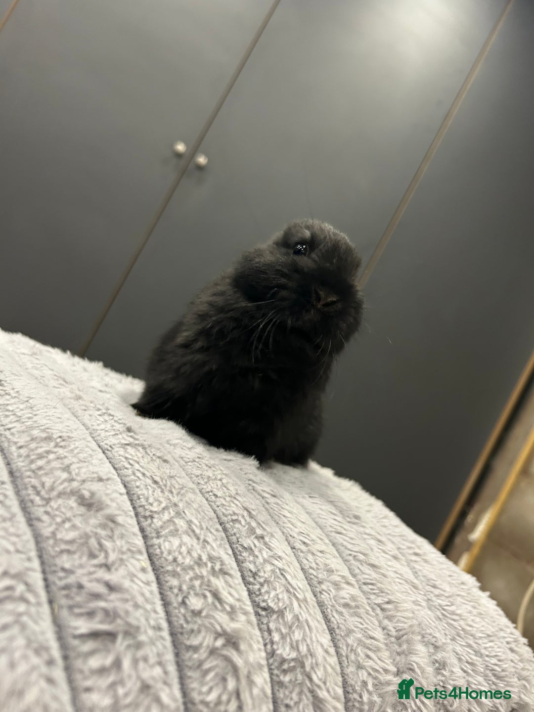 Netherland Dwarf rabbits for sale: Baby Netherland dwarfs  - Advert 13