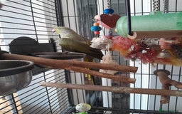 Ringnecks birds for sale: Green Indian ringneck parrot  - Image 7