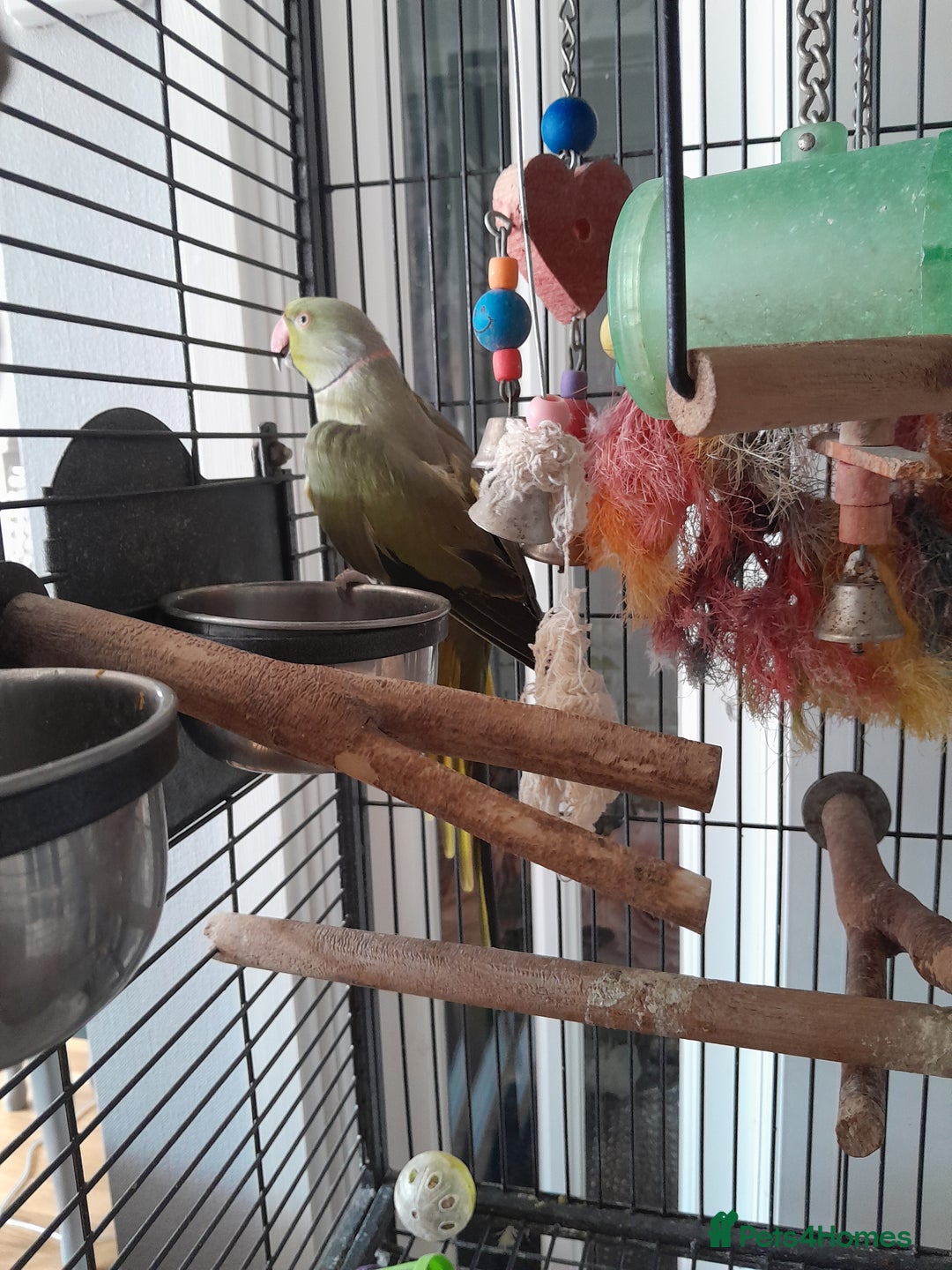 Ringnecks birds for sale: Green Indian ringneck parrot  - Image 7
