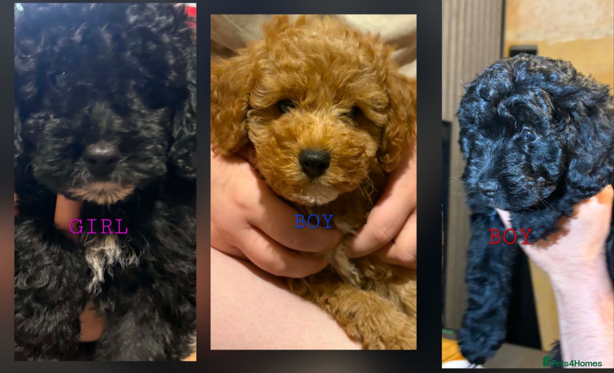 Mixed Breed dogs READY TO LEAVE!! ONLY 3 LEFT AVAILABLE!! - Advert 4
